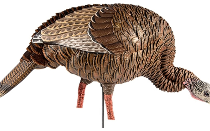Avian x avx hdr feeding hen