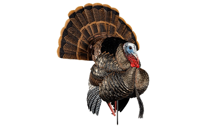 Avian x hdr strutter