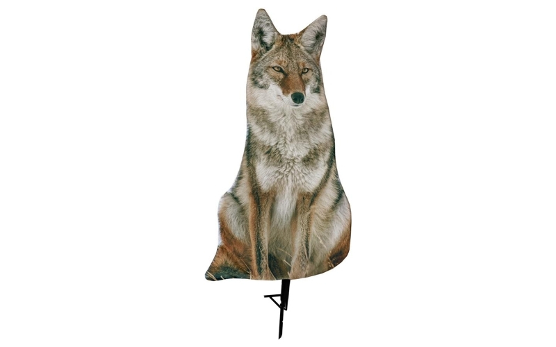 Montana decoy sitting coyote
